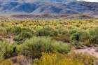 Typical scene in the Sonoran Desert of southern Arizona. Art Print